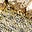 Jewelled-Buckle Flats-Gold Metallic