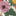 Sherpa Lined Anorak-Soft Cream Garden Flowerbed