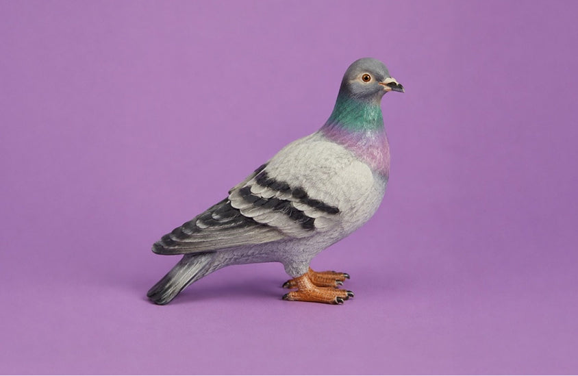 Pigeon against a purple background